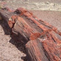Does Petrified Wood Have Any Value