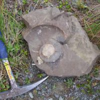 The Difference Between Fossilization and Petrification