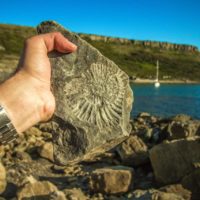 Why Are Fossils Found in Sedimentary rocks?