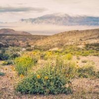 Best Rockhounding Locations in Nevada