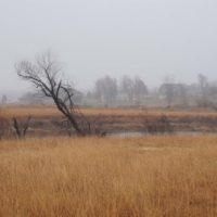 Rockhounding in Kansas: Best Locations & What to Find