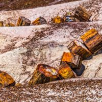 How To Cut and Polish Petrified Wood