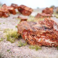 Where to Find Petrified Wood Near Me