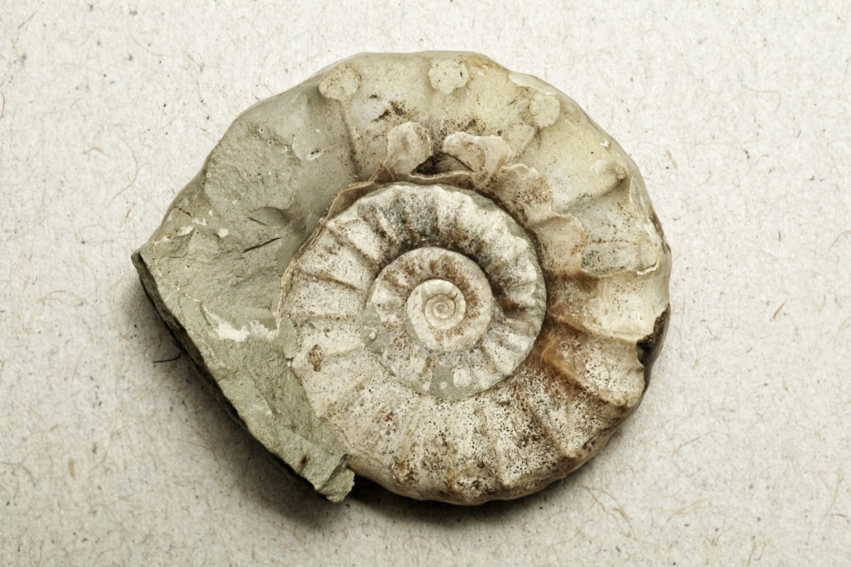 What Do You Use to Polish Fossils?